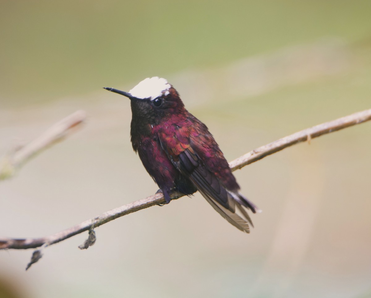 Snowcap - Jeisson Figueroa Sandi