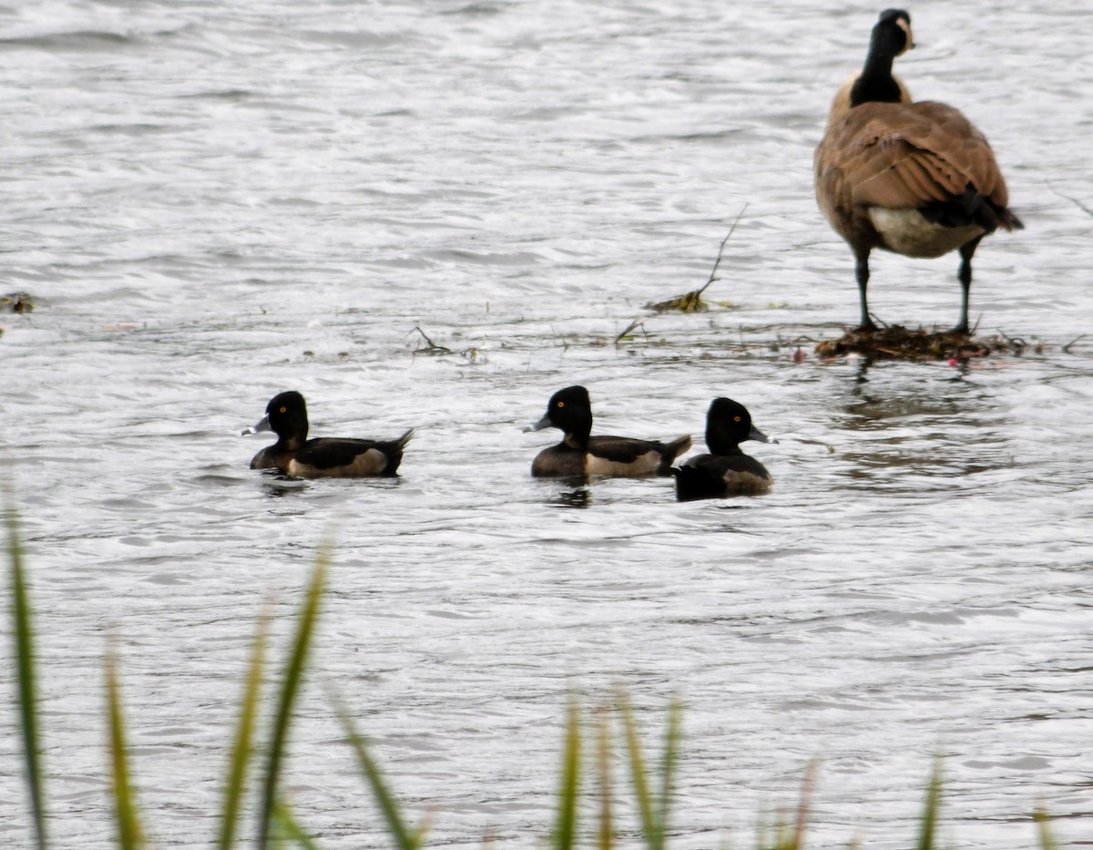 Ring-necked Duck - ML624062662