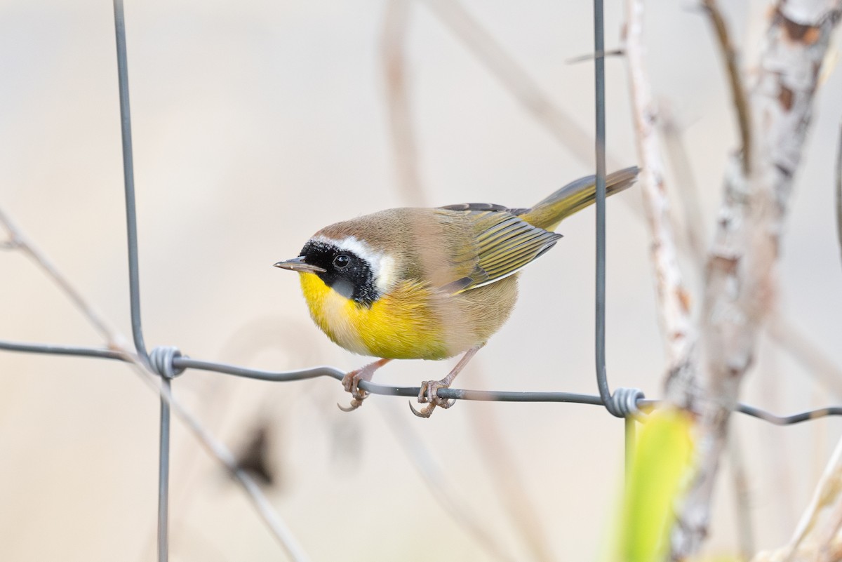 Common Yellowthroat - ML624062670