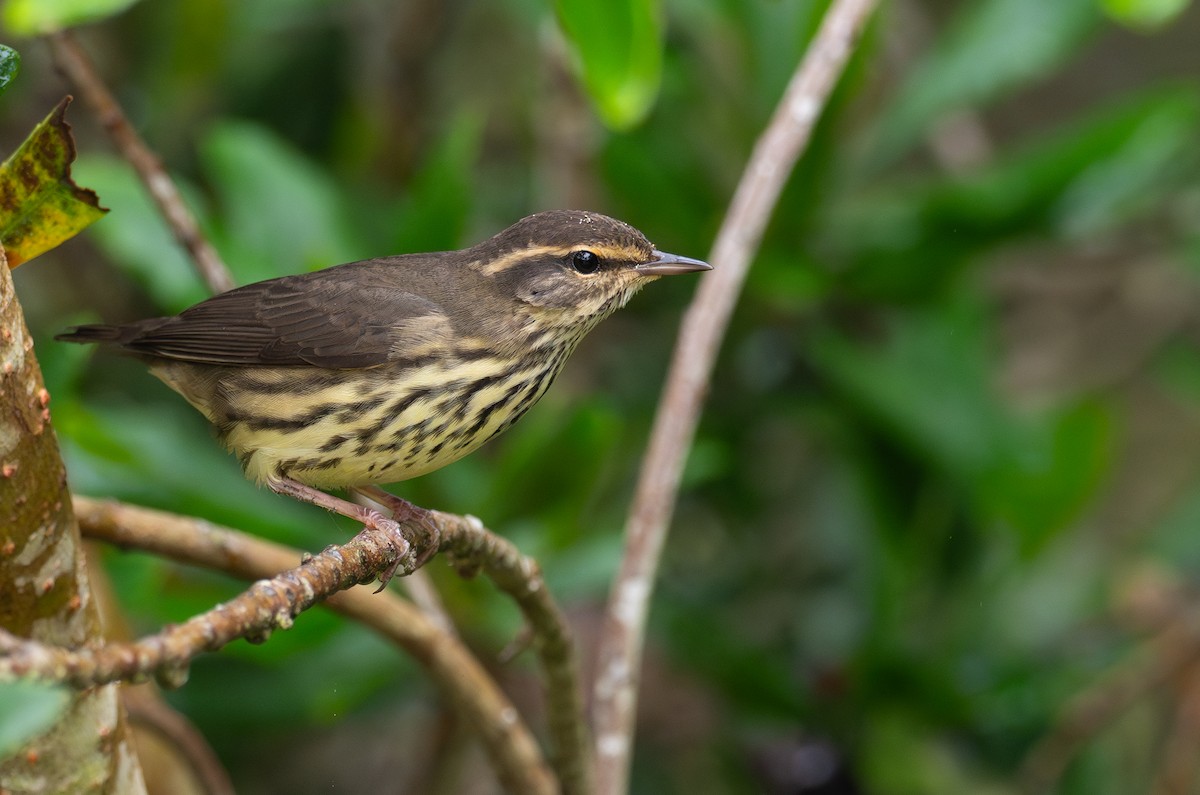 Northern Waterthrush - ML624062675