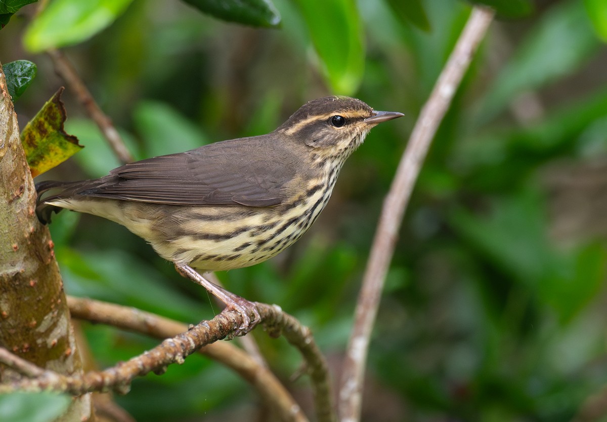 Northern Waterthrush - ML624062677