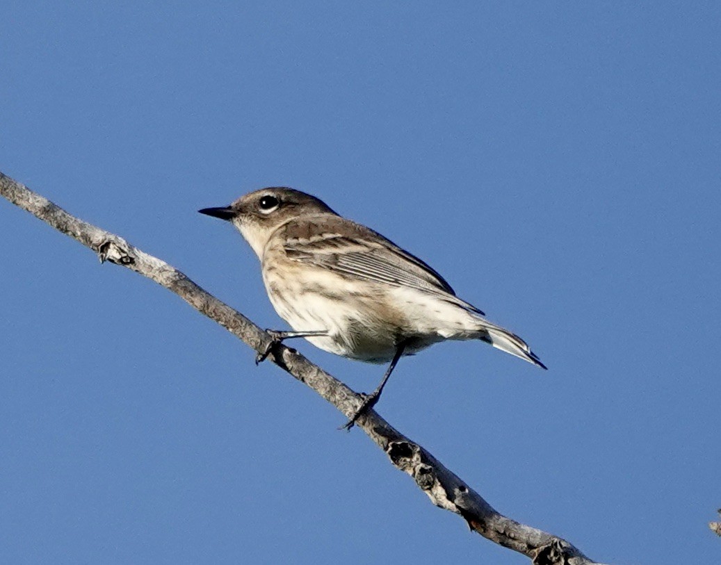 Yellow-rumped Warbler - ML624062680