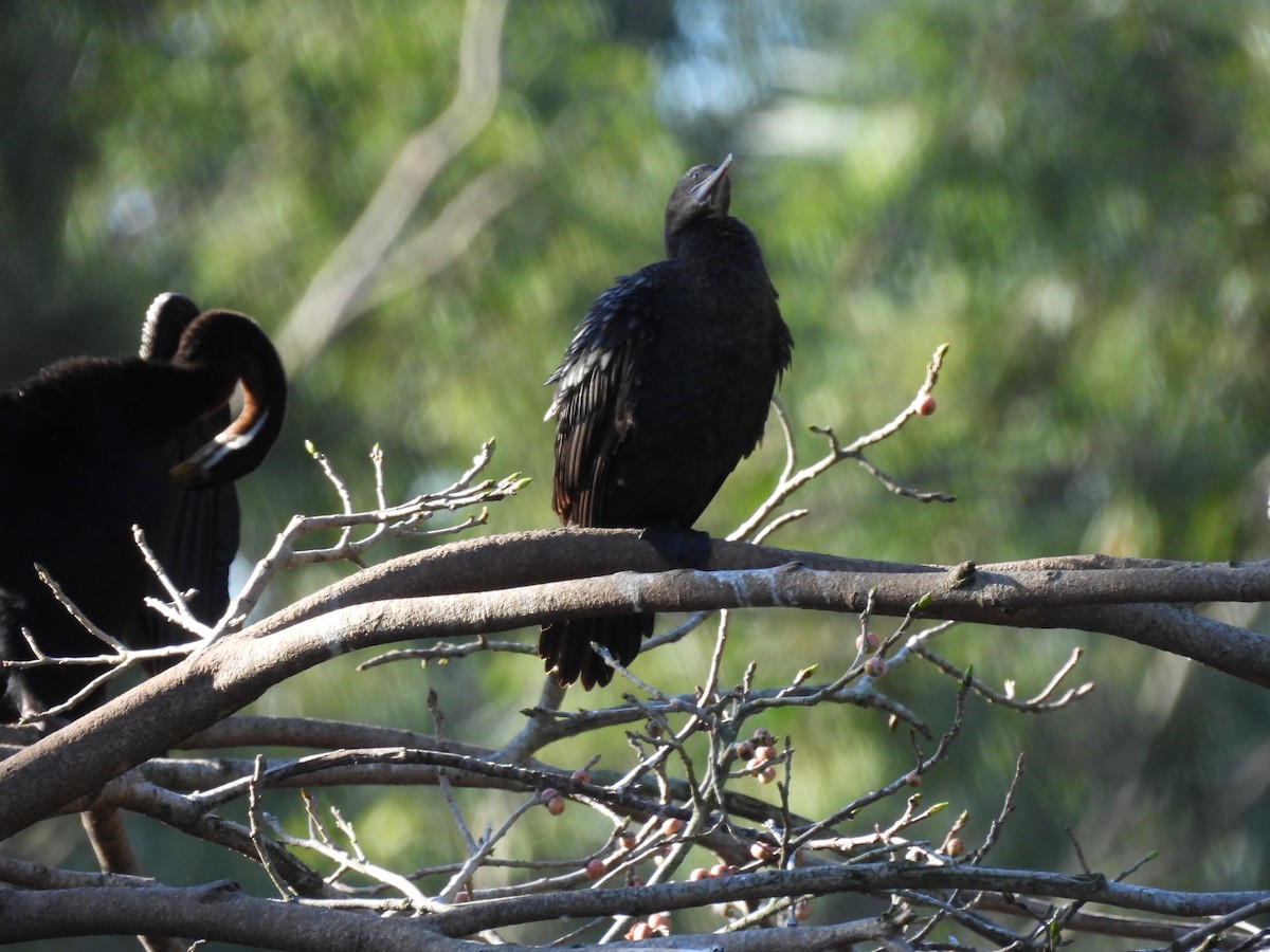 Little Black Cormorant - Maylene McLeod