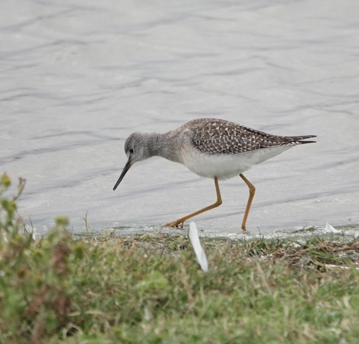 gulbeinsnipe - ML624062703