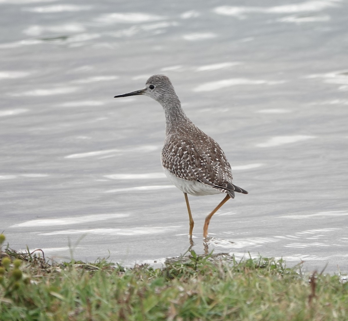 gulbeinsnipe - ML624062719