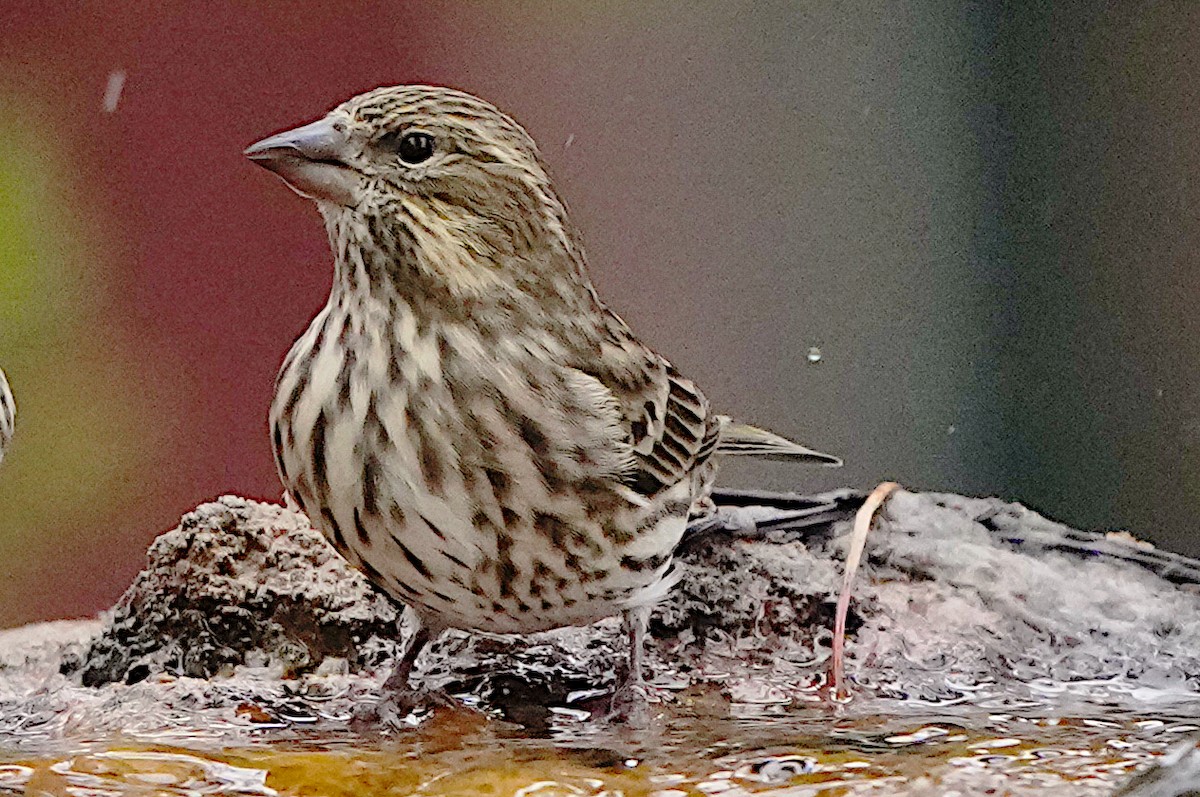 Cassin's Finch - James Bourne