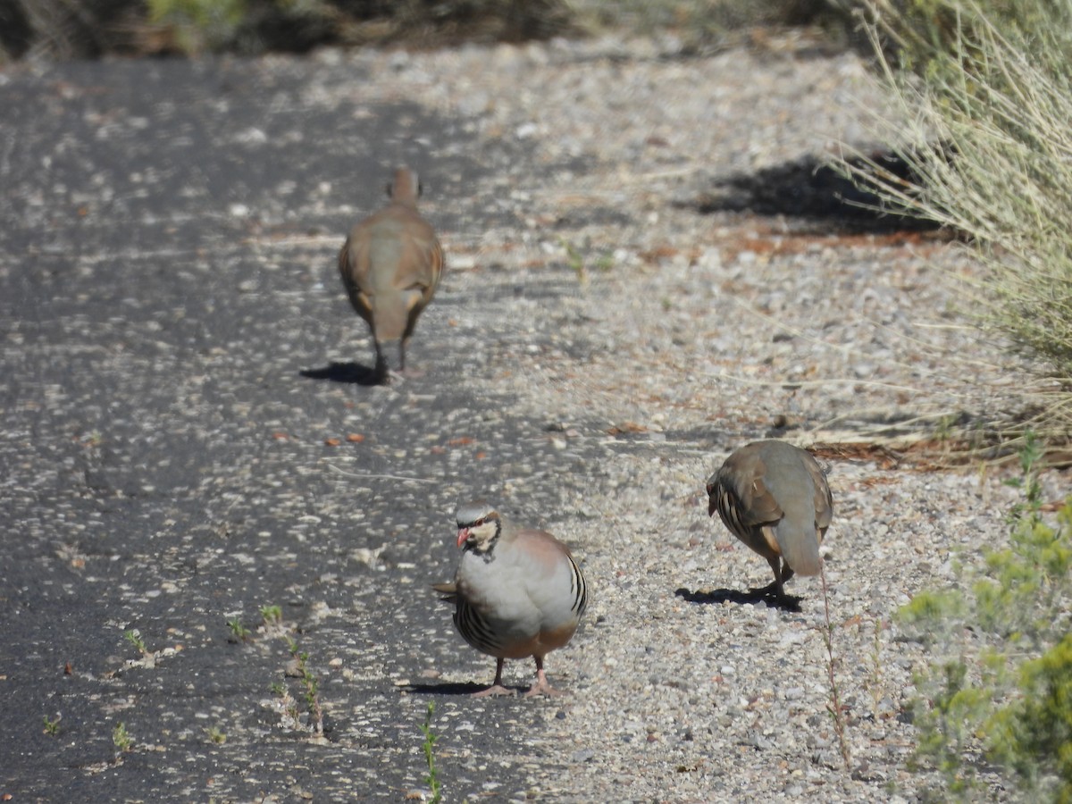 Chukar - ML624062740