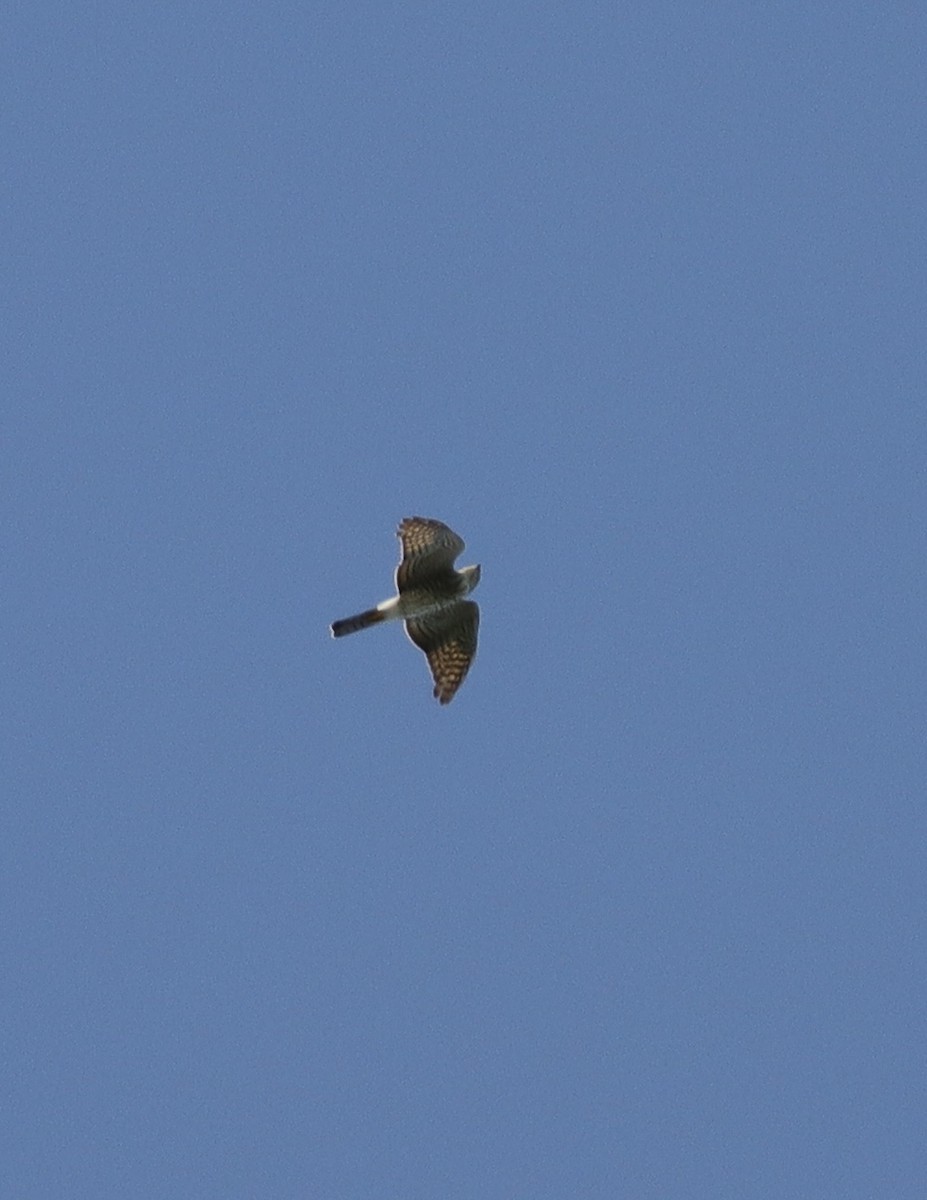 Japanese Sparrowhawk - bihong zhang