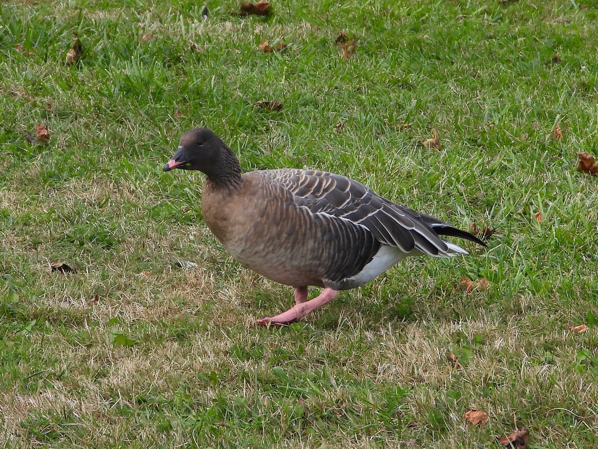 Pink-footed Goose - ML624062750