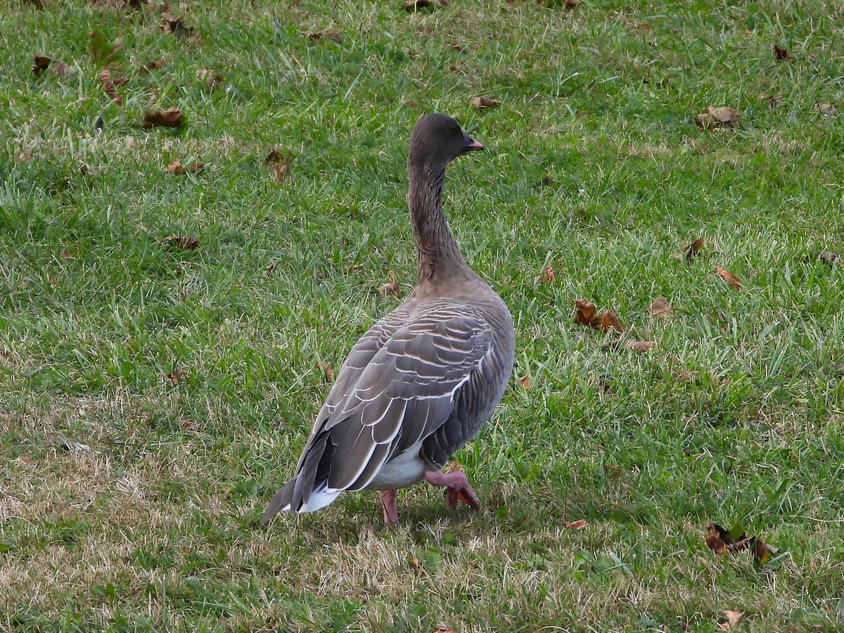 Pink-footed Goose - ML624062757