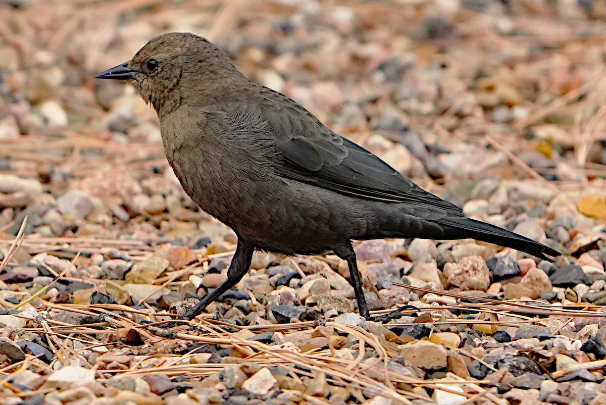 Brewer's Blackbird - James Bourne