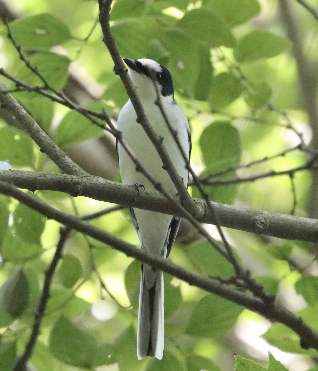 Ashy Minivet - ML624062773