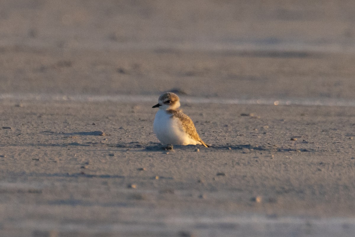 Snowy Plover - ML624062780