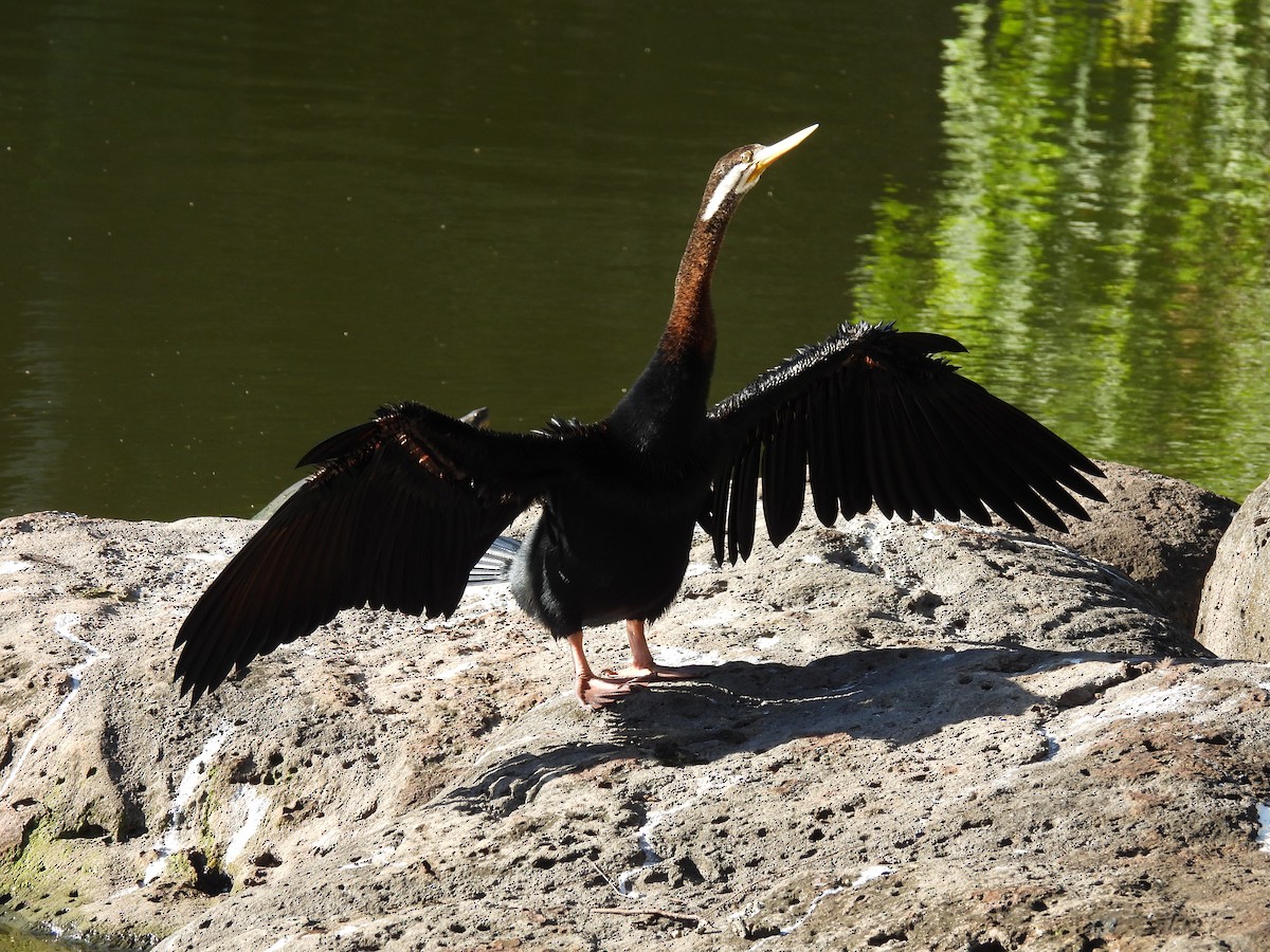 Australasian Darter - Maylene McLeod