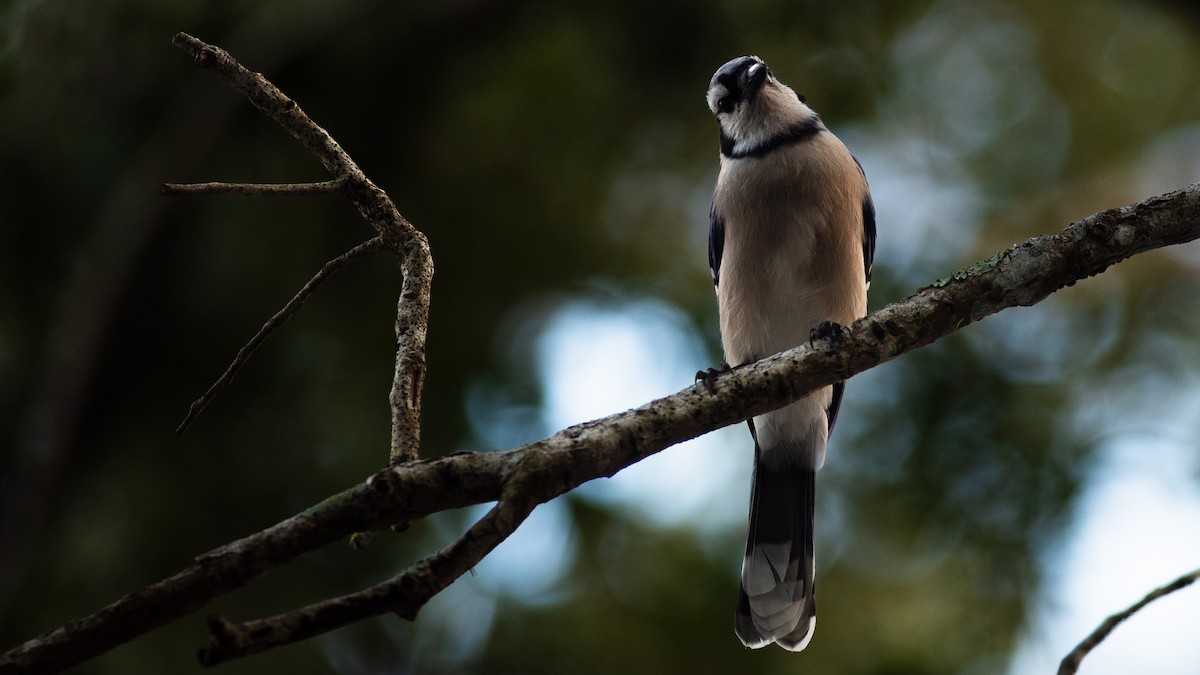 Blue Jay - ML624062797