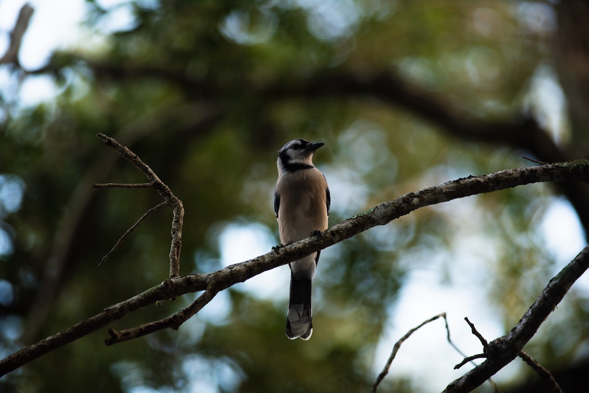 Blue Jay - ML624062798