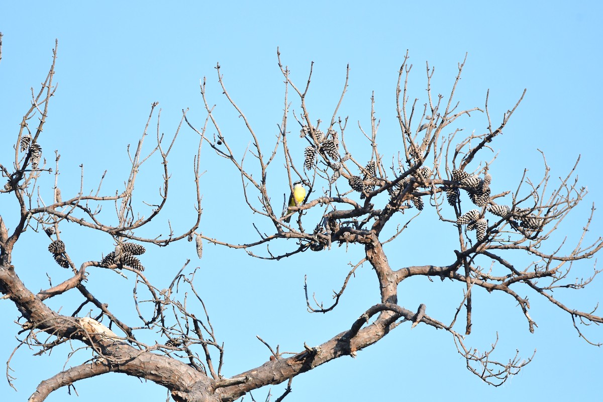 Tropical/Couch's Kingbird - ML624062834