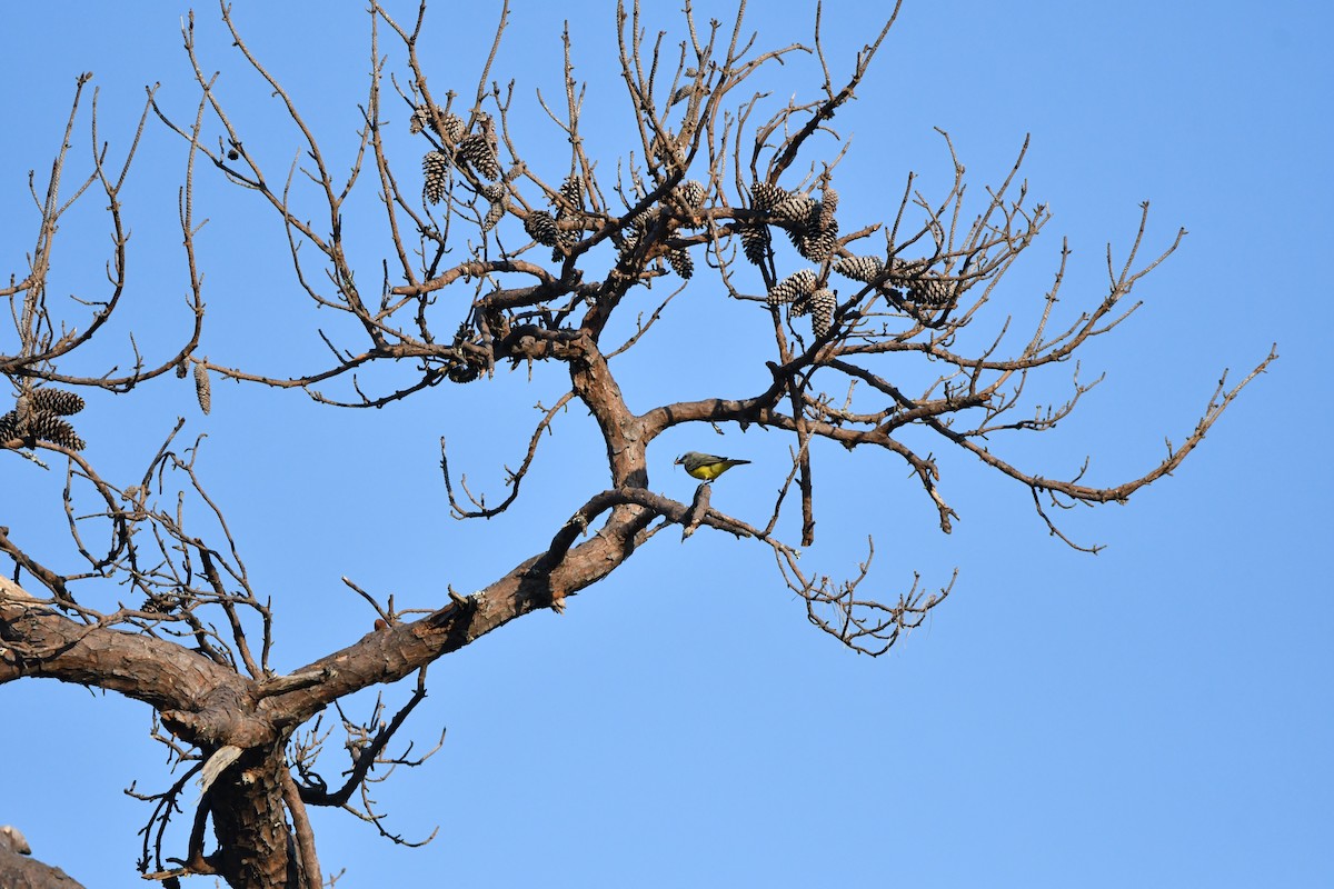 Tropical/Couch's Kingbird - ML624062835