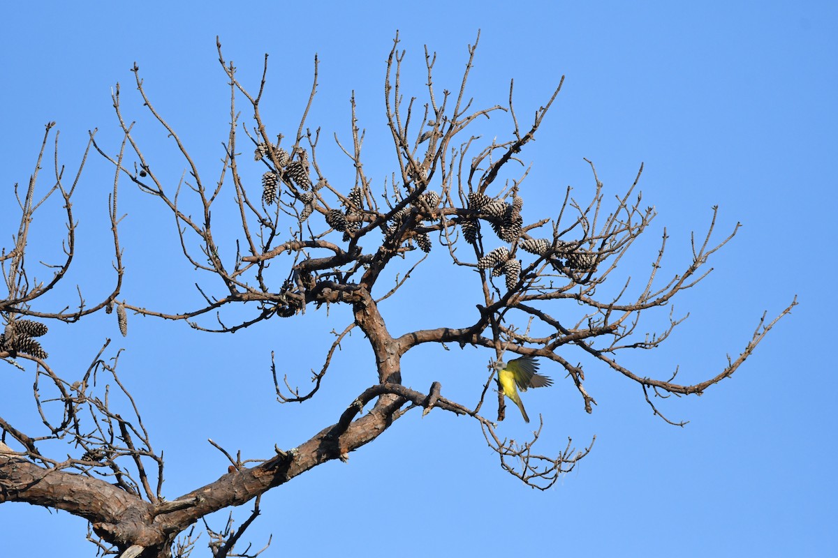 Tropical/Couch's Kingbird - ML624062836