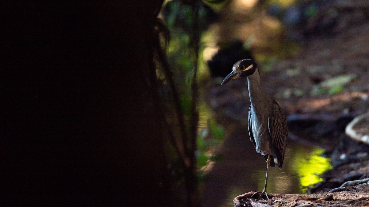 Yellow-crowned Night Heron - Robert Carter