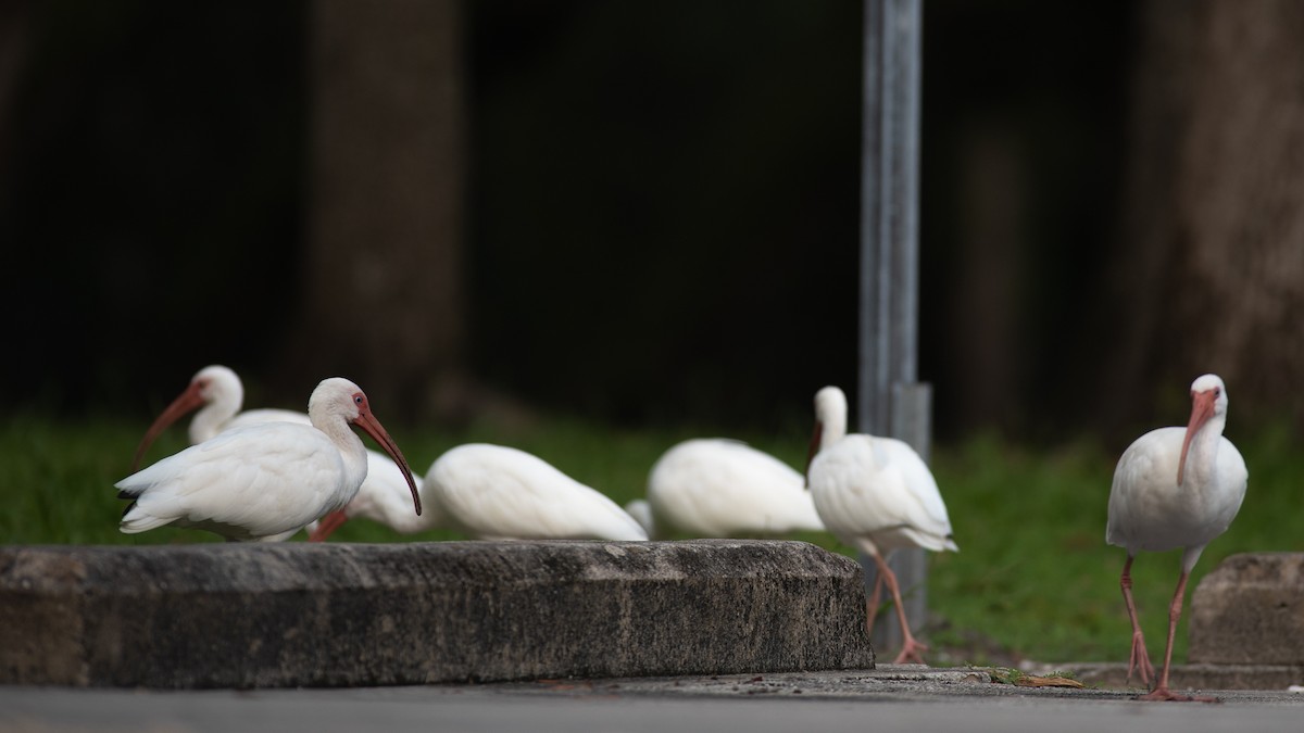 White Ibis - ML624062878