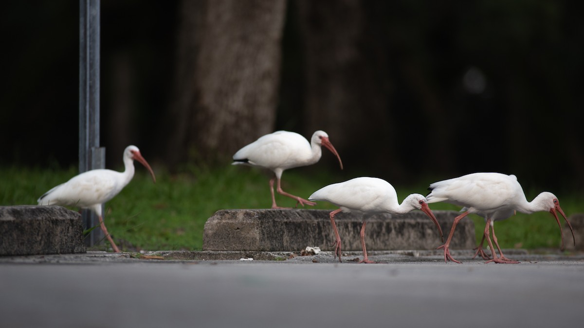 White Ibis - ML624062879