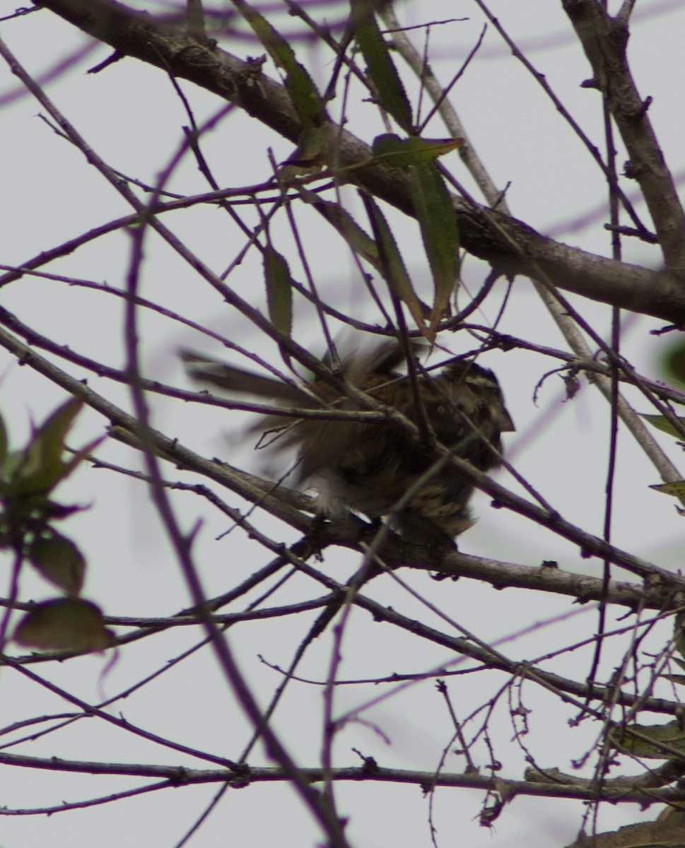 Black-headed Grosbeak - ML624062890