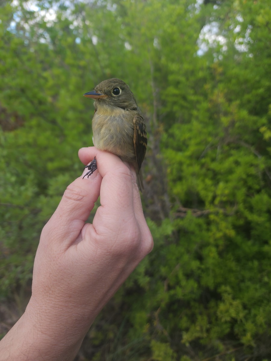 Western Flycatcher - ML624062895