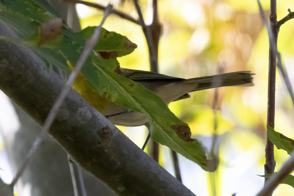 Yellow-breasted Chat - ML624062905