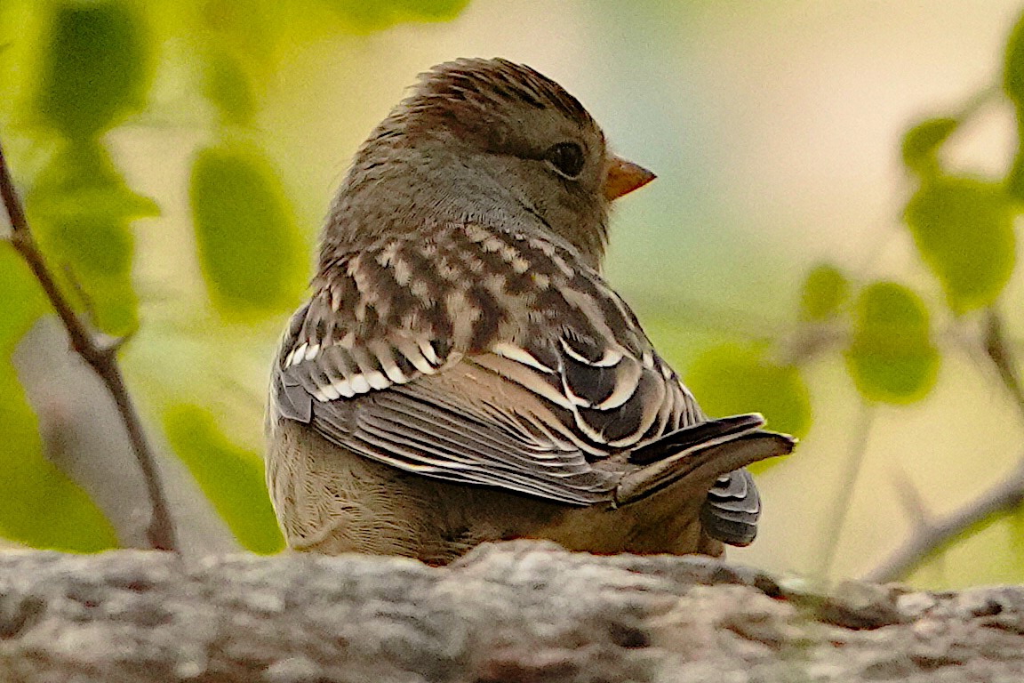 White-crowned Sparrow - ML624062907