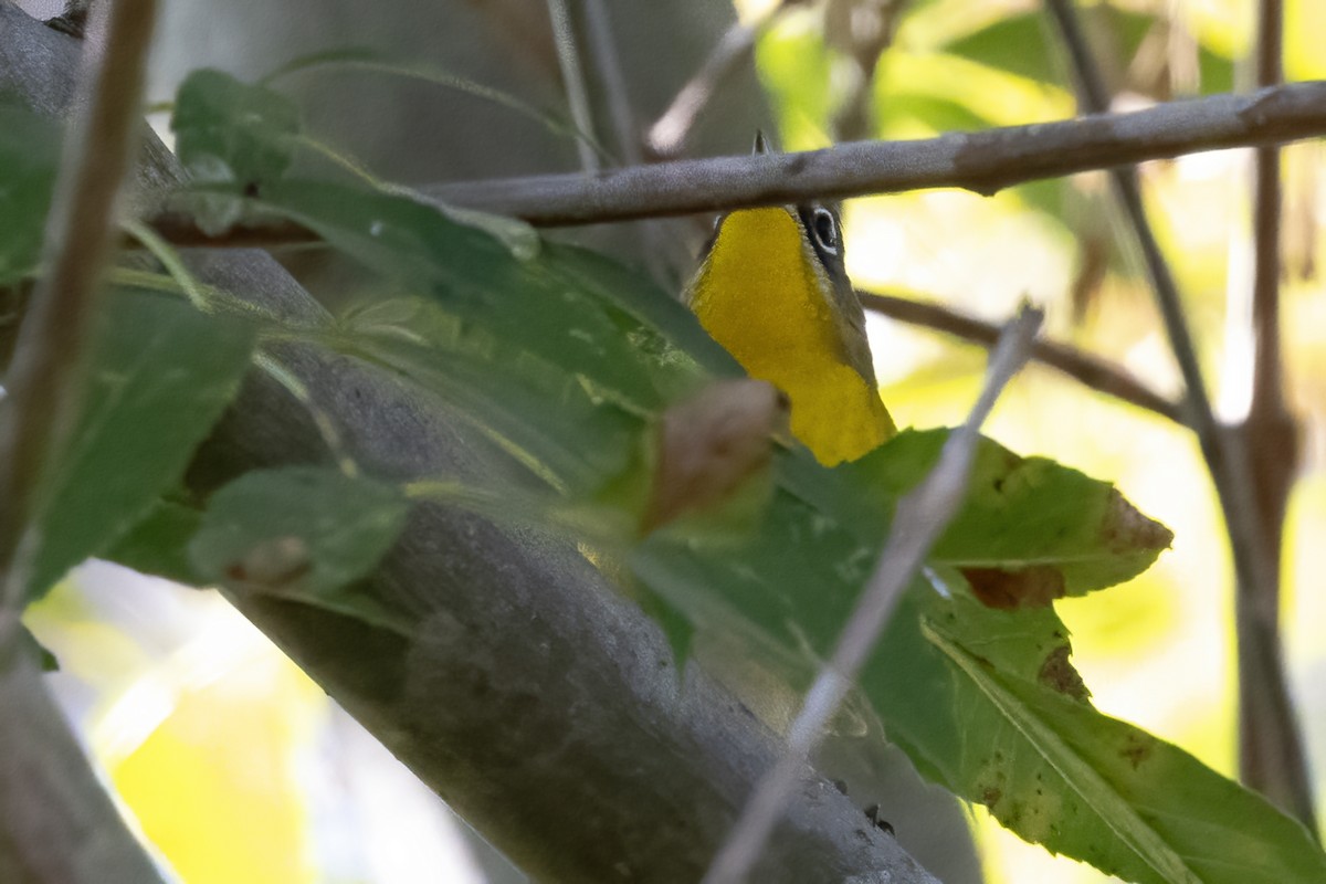 Yellow-breasted Chat - Ted Keyel