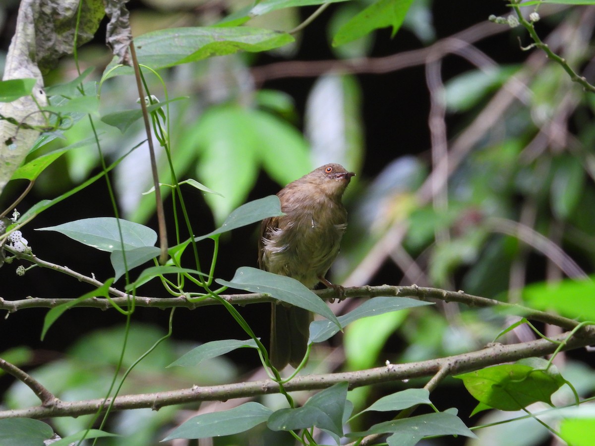 Red-eyed Bulbul - Nick 6978