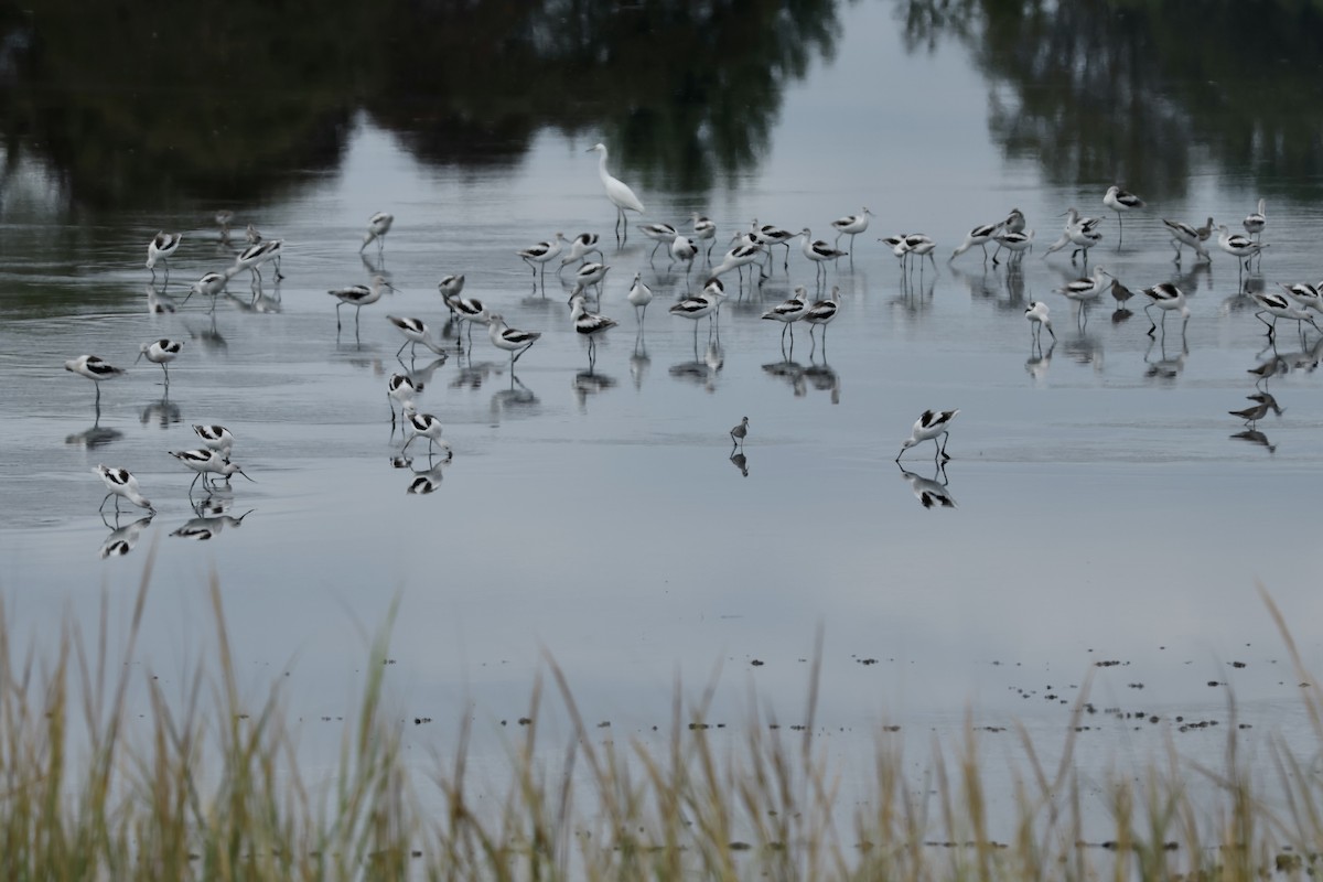 American Avocet - ML624062933