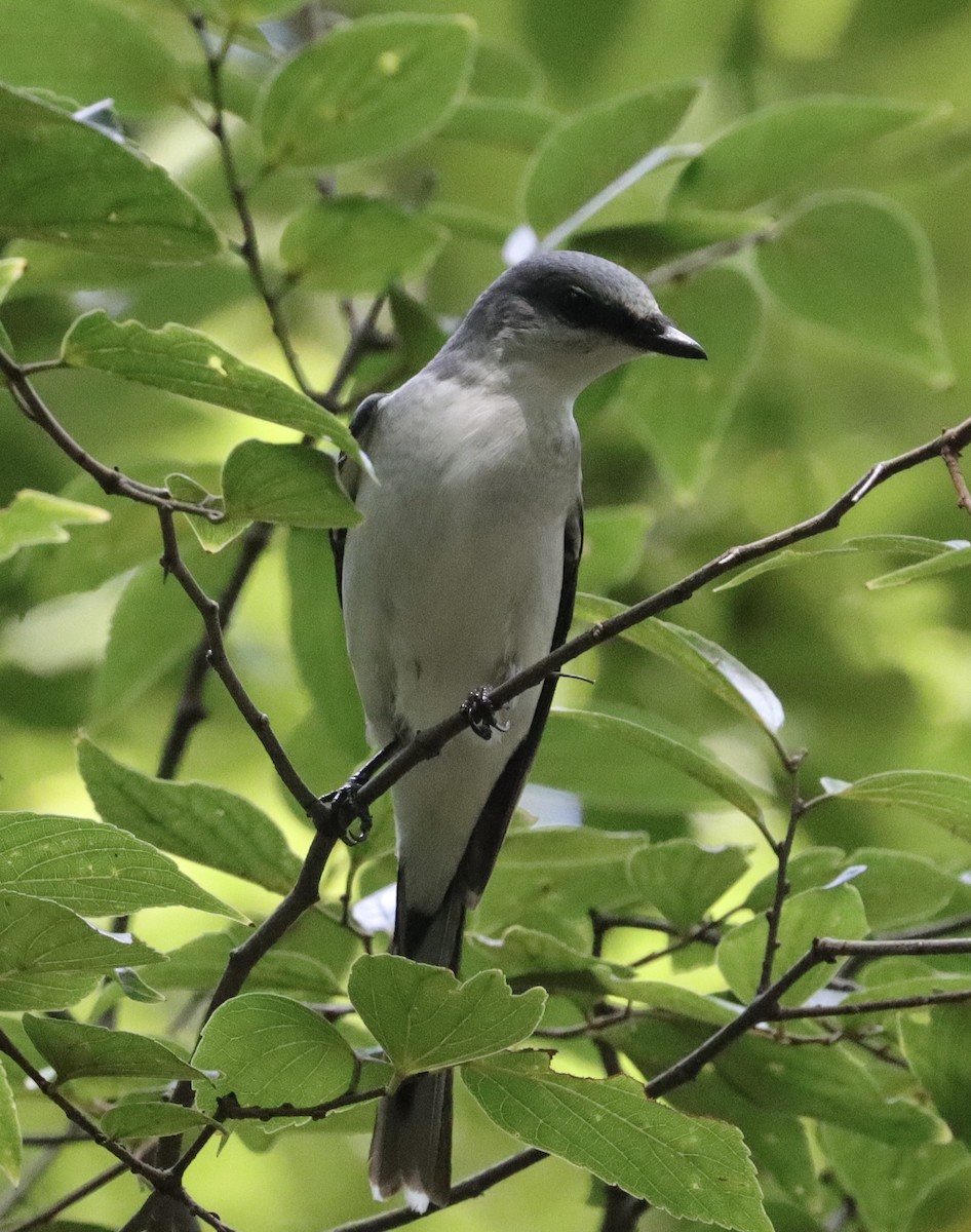 Ashy Minivet - ML624062938