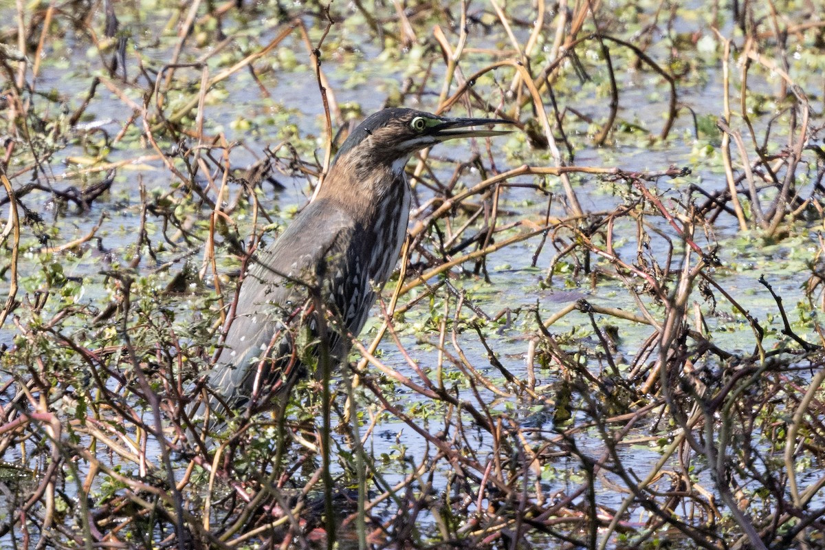 Green Heron - Ted Keyel