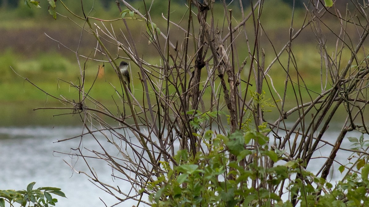 Eastern Phoebe - ML624062947