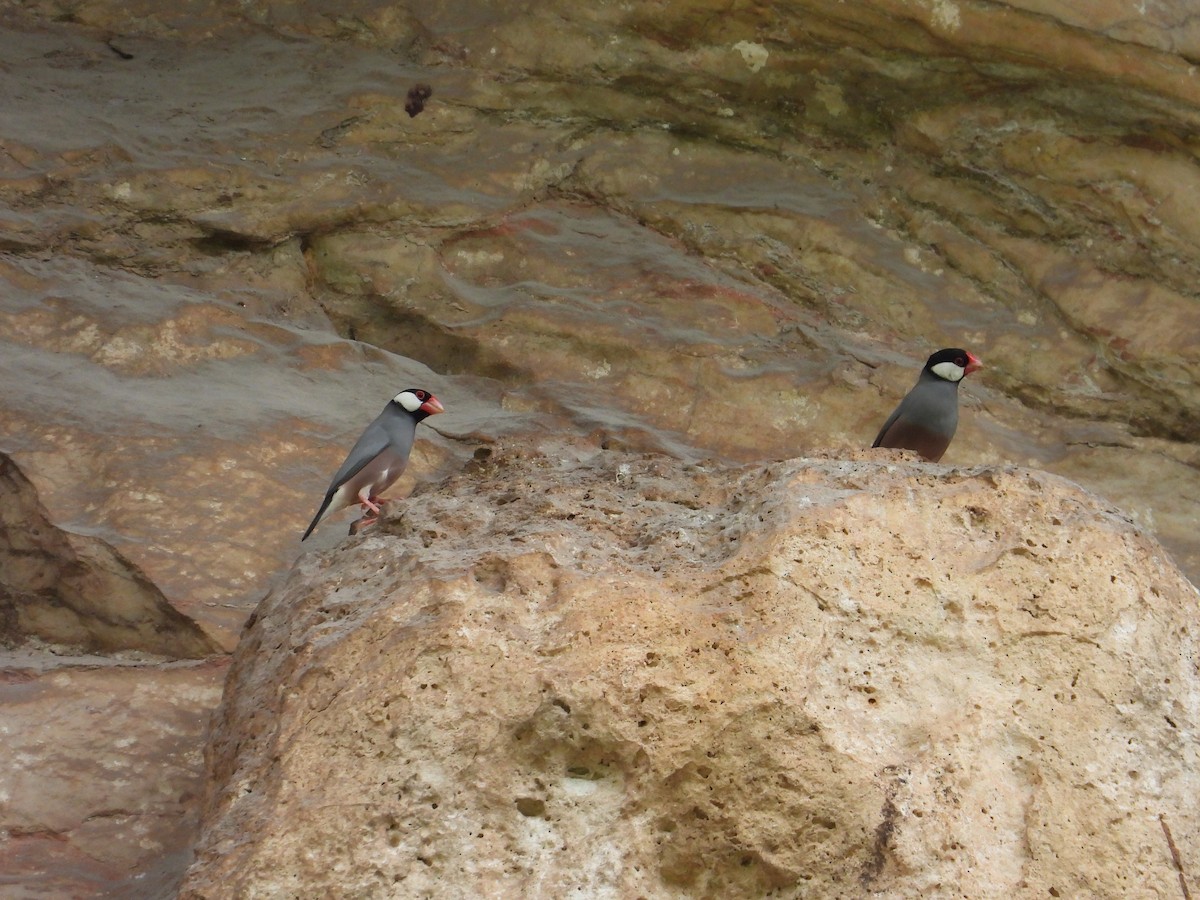 Java Sparrow - ML624062953