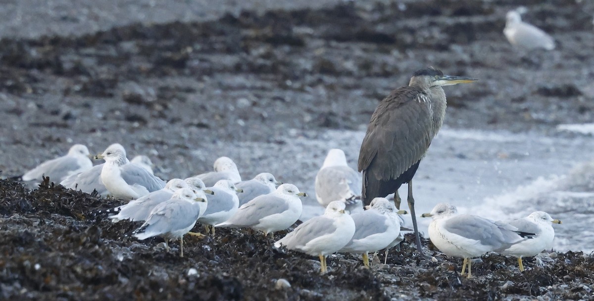 Great Blue Heron - ML624062966