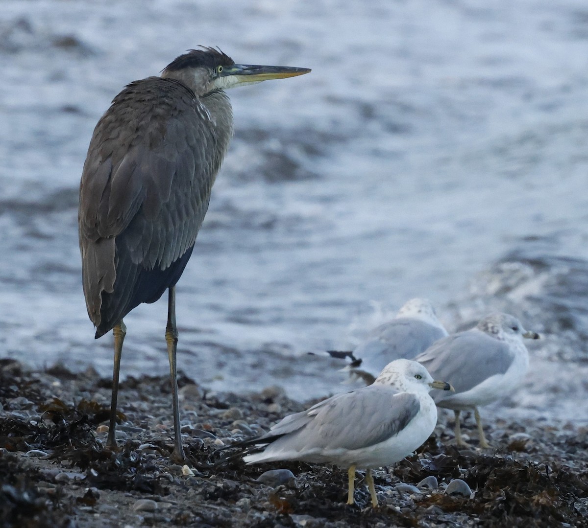 Great Blue Heron - ML624062967