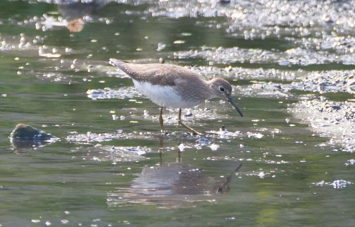 Solitary Sandpiper - Joe Rothstein