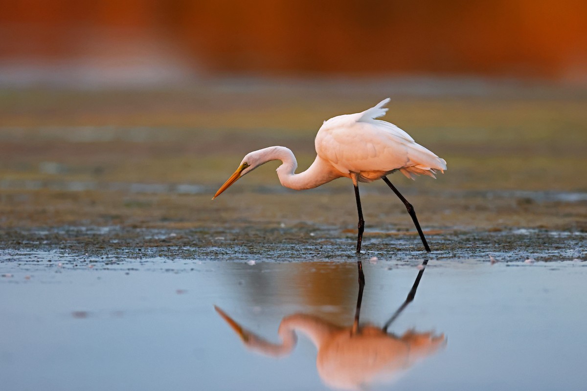 Great Egret - ML624062997