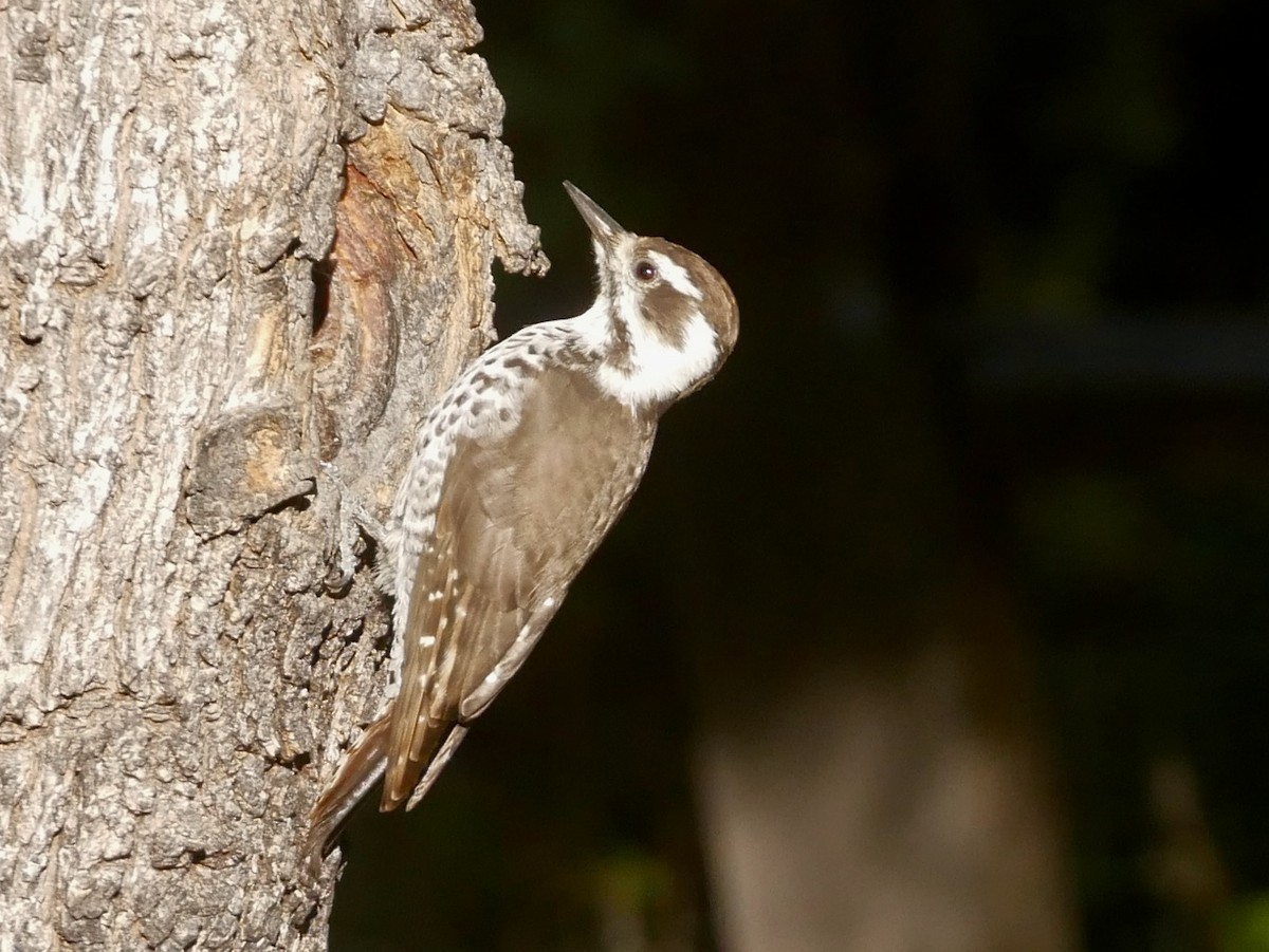 Arizona Woodpecker - ML624063000