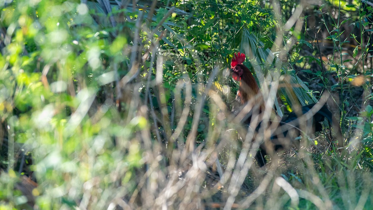 Red Junglefowl (Domestic type) - ML624063001