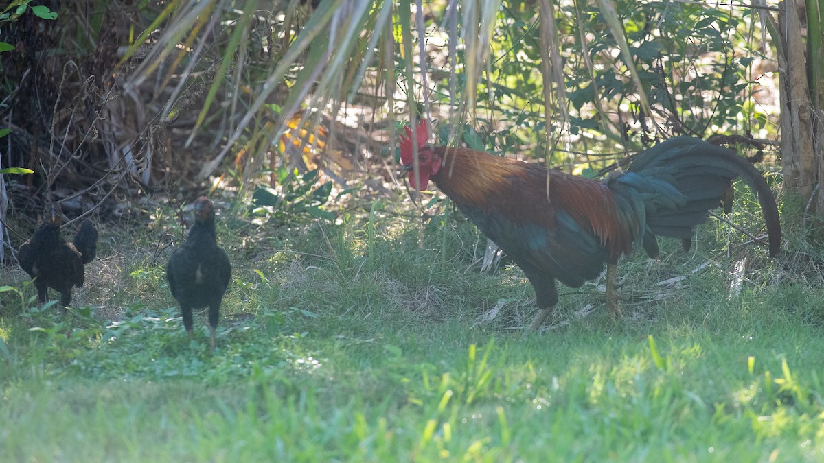 Red Junglefowl (Domestic type) - ML624063002