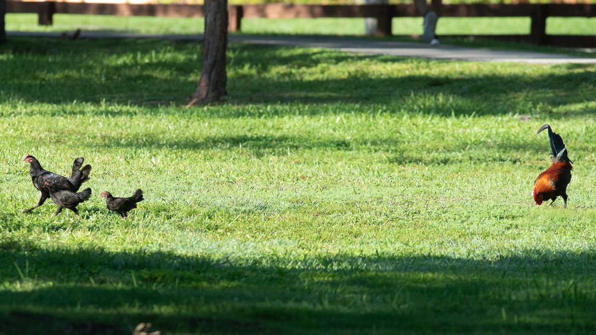 Red Junglefowl (Domestic type) - Robert Carter