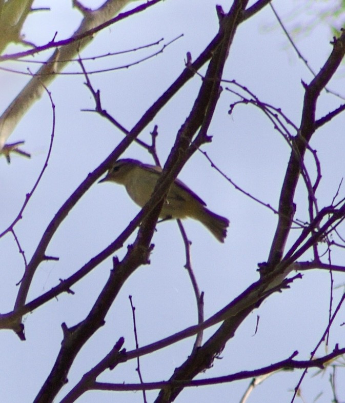 Warbling Vireo - ML624063012