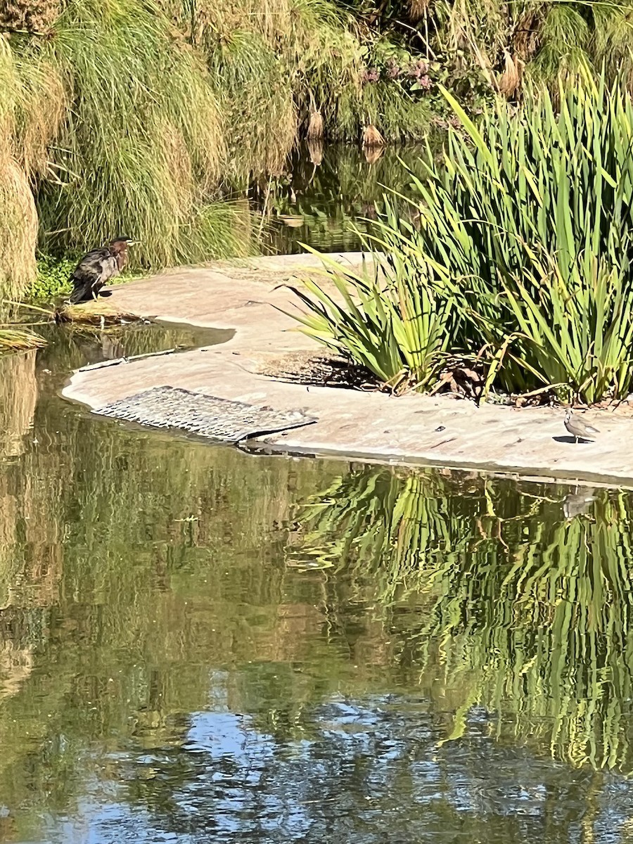 Green Heron - ML624063017