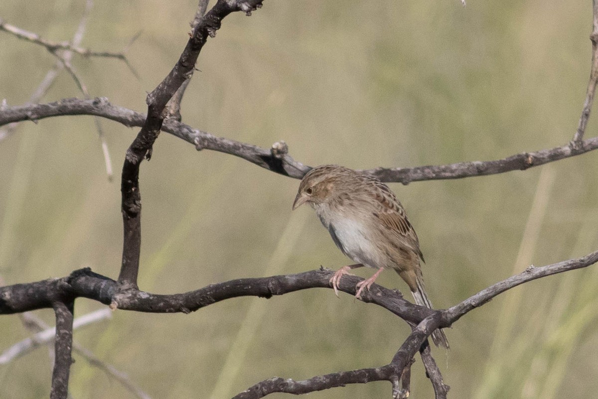 Cassin's Sparrow - ML624063021