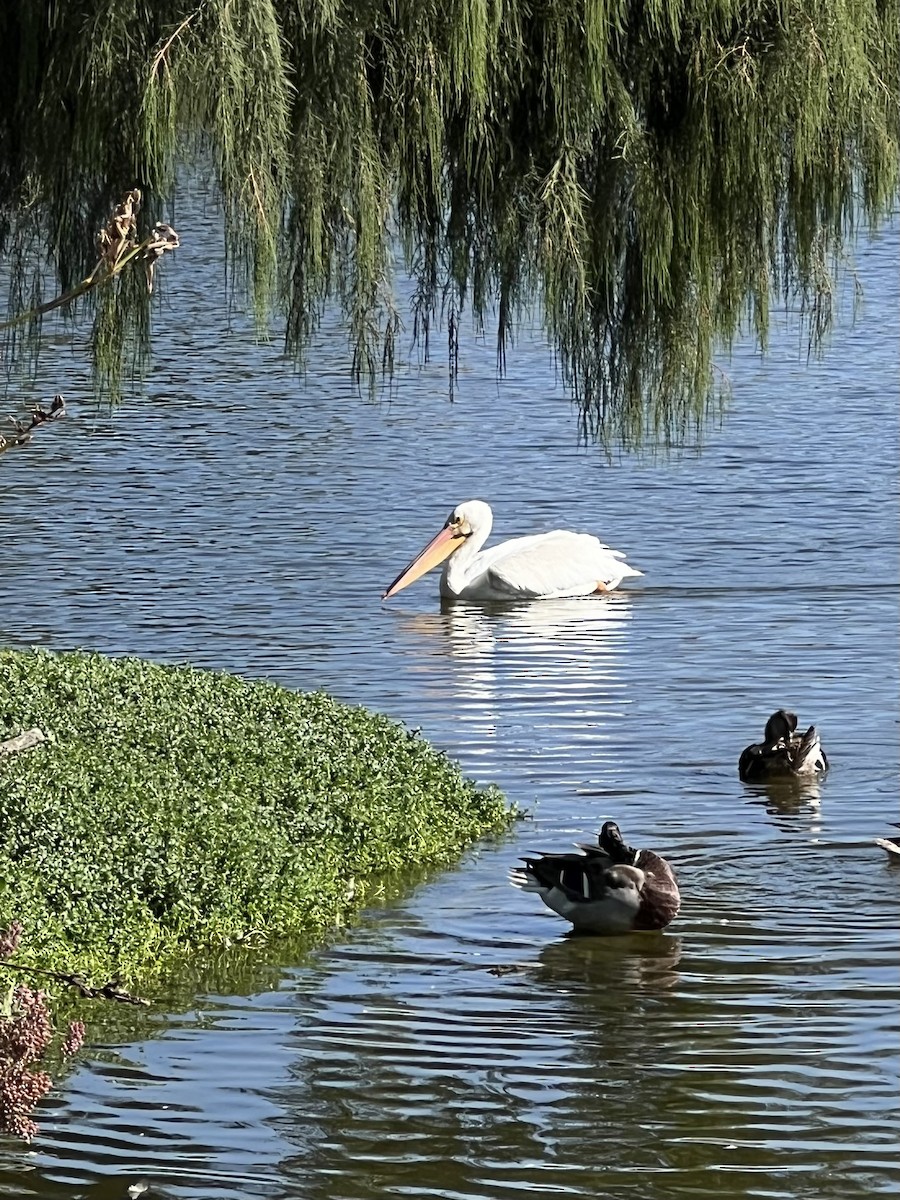 American White Pelican - ML624063036