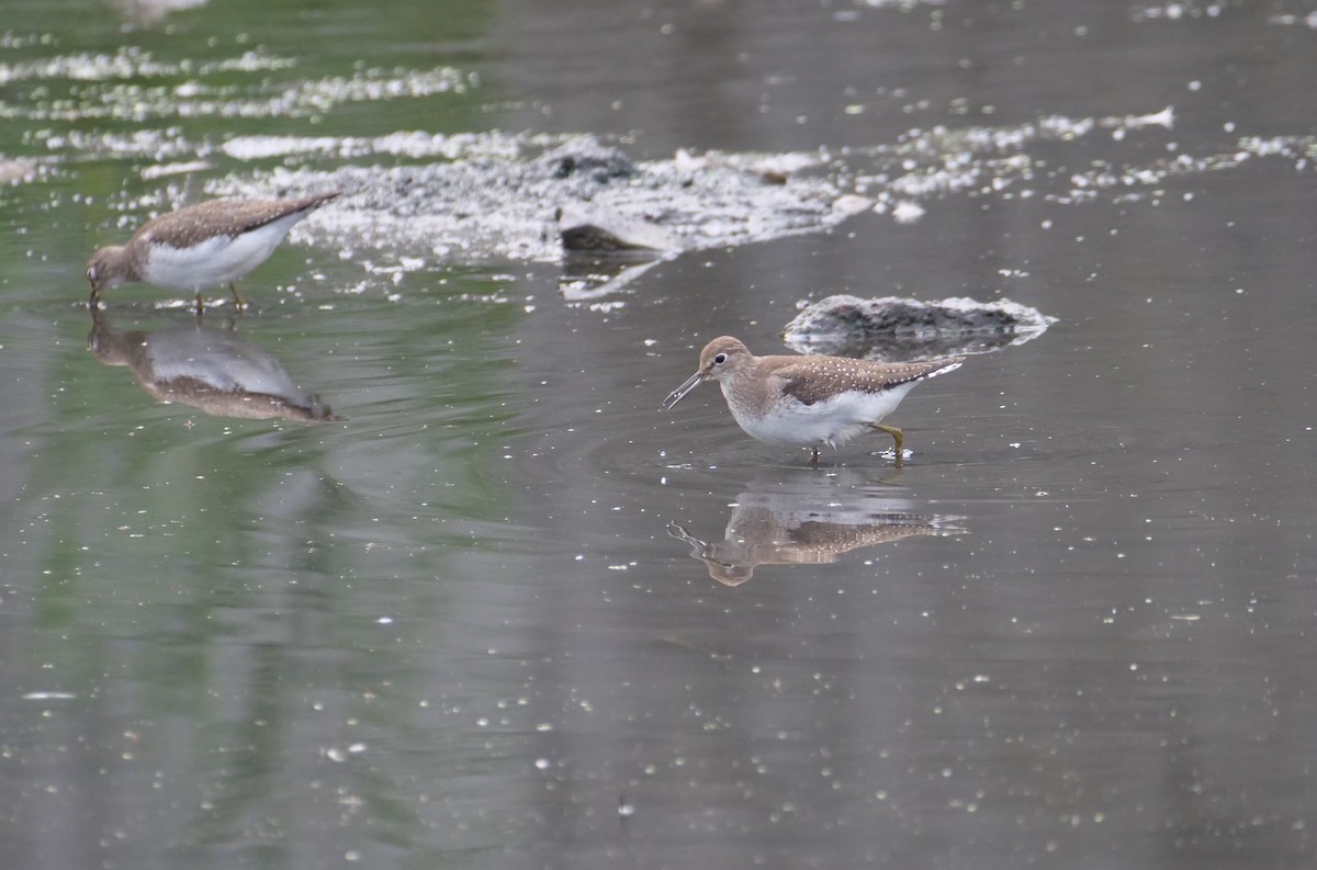 Solitary Sandpiper - Joe Rothstein